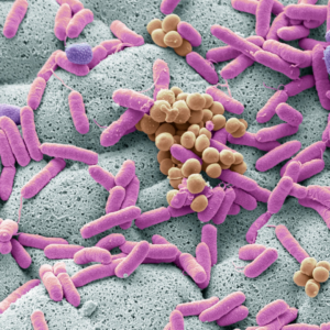 estrobolome-sante-hormonale
