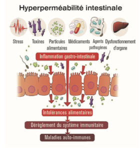 L'hyperméabilité intestinale